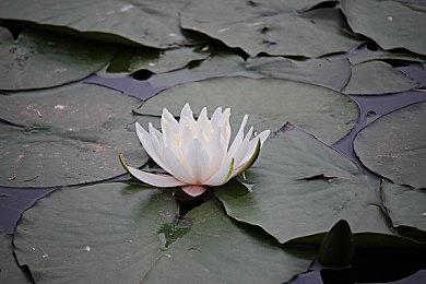 《哥谭骑士》DLSS 2＆FSR 2.0＆XeSS升频截图对比